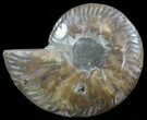 Polished Ammonite Fossil (Half) - Agatized #51780-1